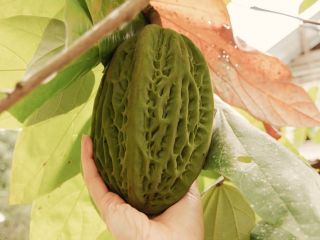 Máme NOVINKU🤍 Pataste 🤍 Boby bílé jako první sníh. Je to kakao nebo to není kakao? Pataste (macambo, jaguáří kakao) je...